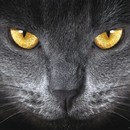 תמונת טפט M עיני חתול